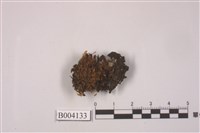 藏品(木靈苔屬)的圖片